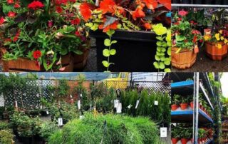 Garden centre in Olds, annuals, perennials, flowers, vegetables, basket stuffers.